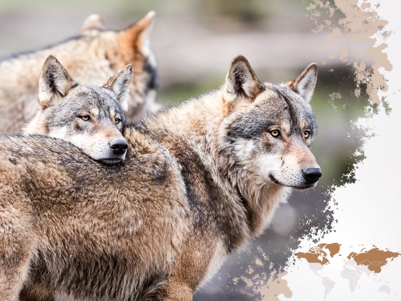 Siła watahy – poznaj fakty o wilkach szarych